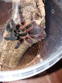 Psalmopoeus Victori   samica