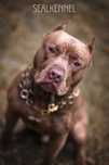 Імпортні пітбультерєри , пітбуль, Pitbull