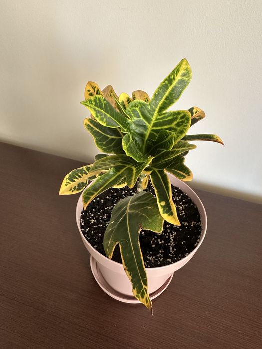 Кротон Ексклент, кімнатна рослина