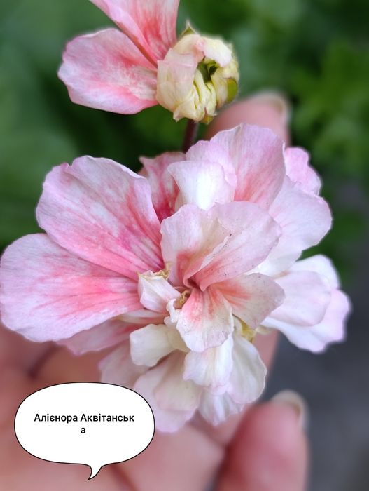 Пеларгонія Алієнора Аквітанська