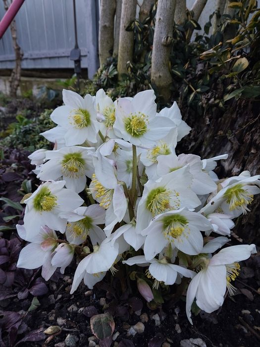 Продам морозник багаторічний,який квітує зимою