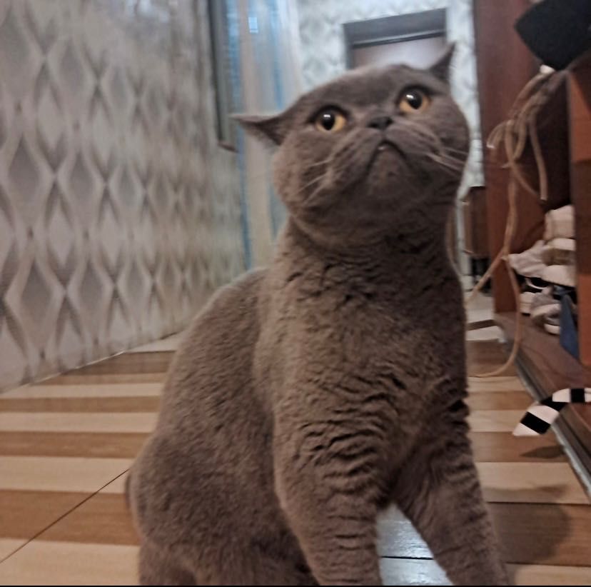 Британский кот ищет дом срочно