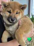 Shiba inu piekny czerwony chlopiec
