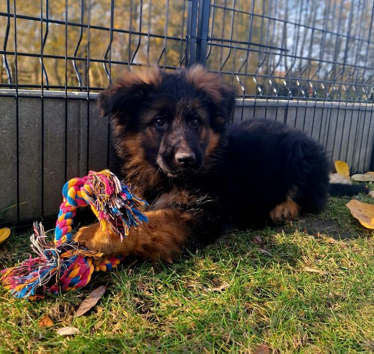 Owczarek niemiecki długowłosy, gotowy do zmiany domu