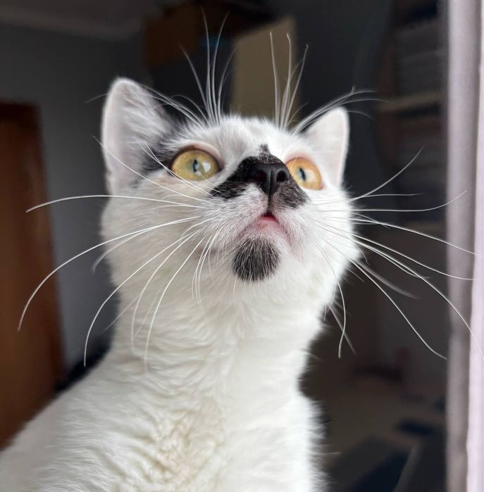 Кошеня Котенок 3 місяці Киев Київ дівчинка