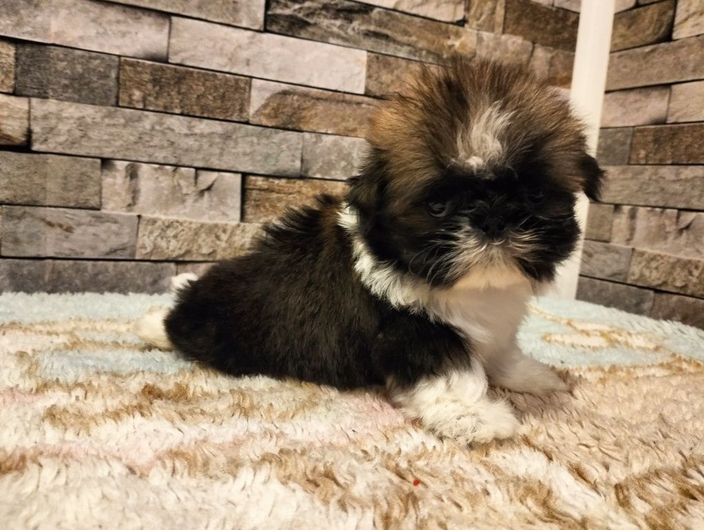 Cudowny Piesek shih-tzu (MINI)