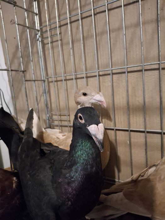 Gołebie Rzeszowskie