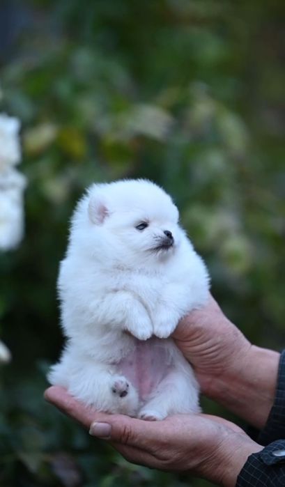 Белоснежная девочка