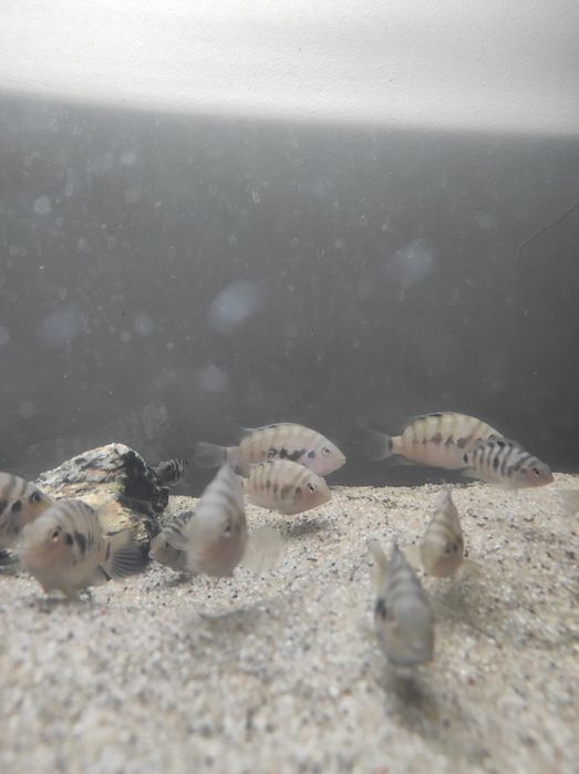 Rybki Pielęgnica zebra