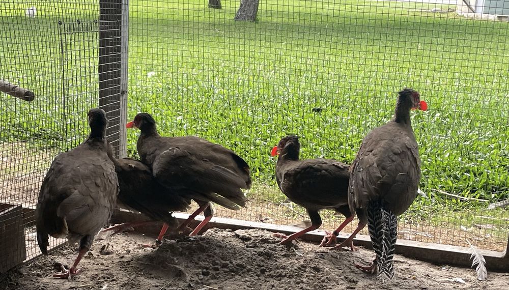 Casal de Faisoes prateados