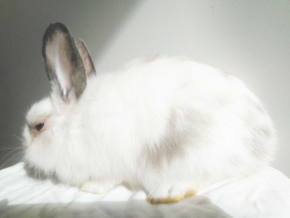 Роскошные миниатюрные Нидерландские карликовые крольчата, кролики