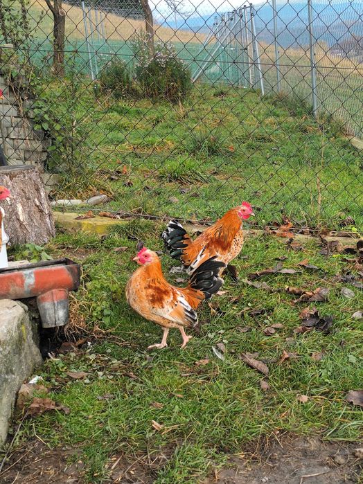 Liliput liliputy koguty