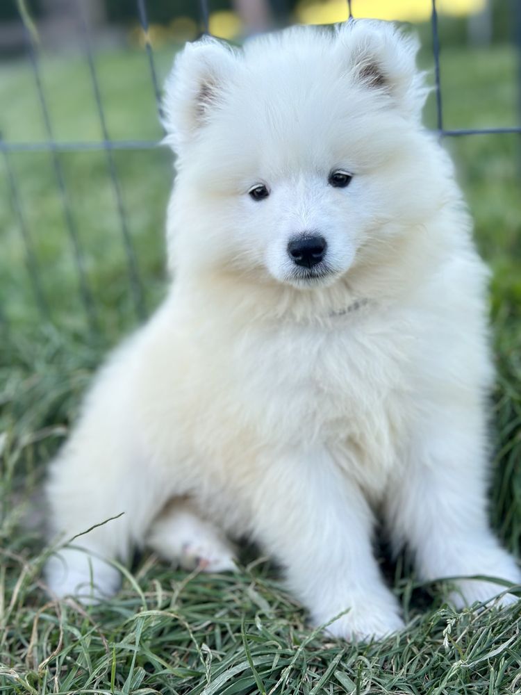 Suczka Samoyed - już do odbioru !
