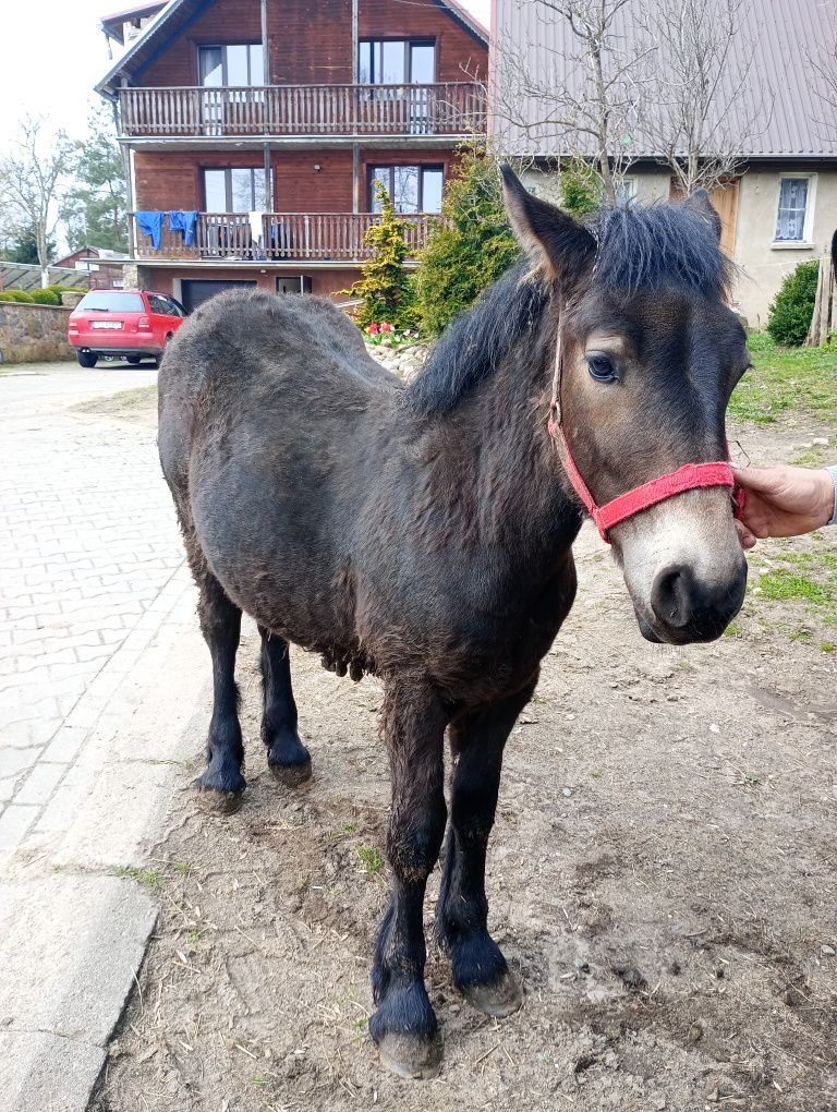 Sprzedam ogierka zimnokrwistego