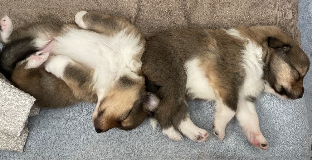 Szczeniak Owczarek Szkocki Długowłosy Collie