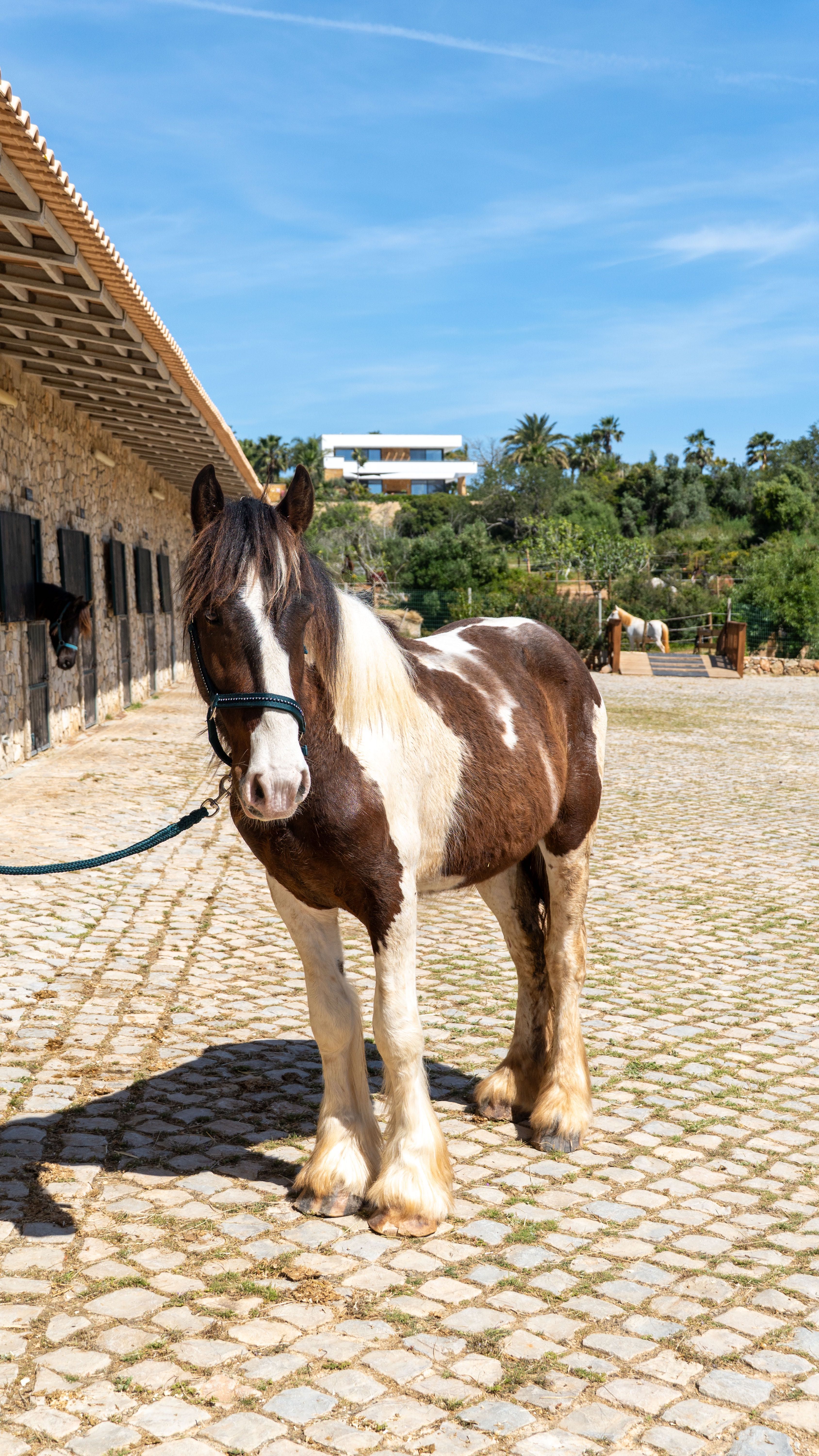 cavalo - 3-Year-Old stallion – Shire Horse x Tinker Cross