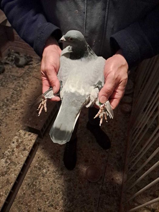 Sprzedam 4 do 5 gołebi z  super pochodzeniem Polecam