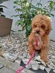 Suczka Maltipoo F1 b.