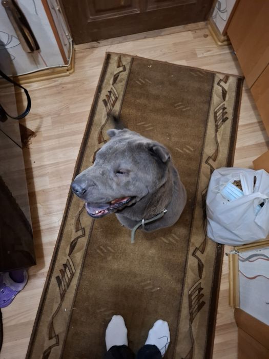 Шарпей голубий крупнокістяковий