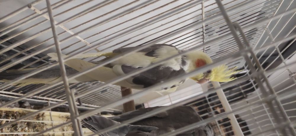 Caturra de 2025 anilhadas (Machos)