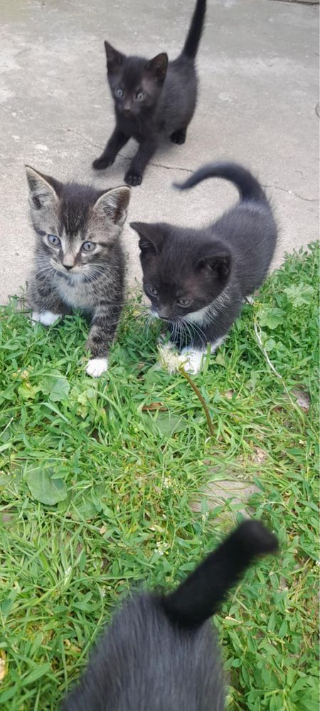 Oddam kotki w dobre ręce