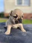 Buldog Francuski