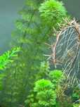 Limnophila - Podas