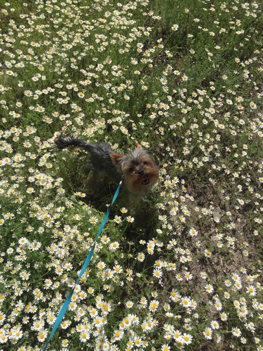 Вязка йорк мальчик