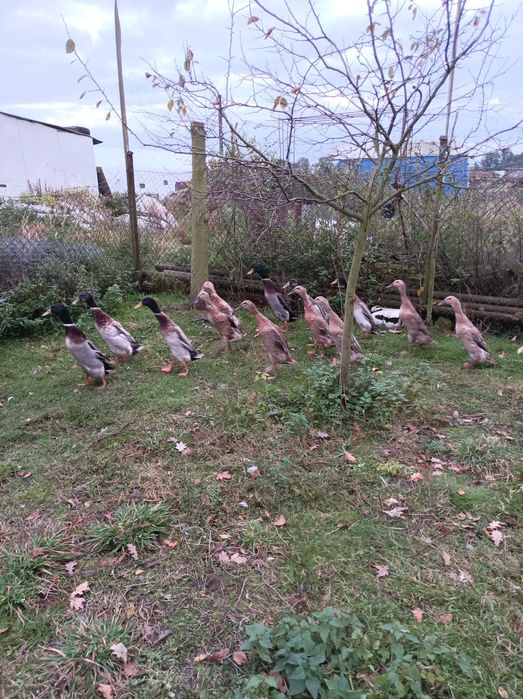 Kaczki biegusy indyjskie