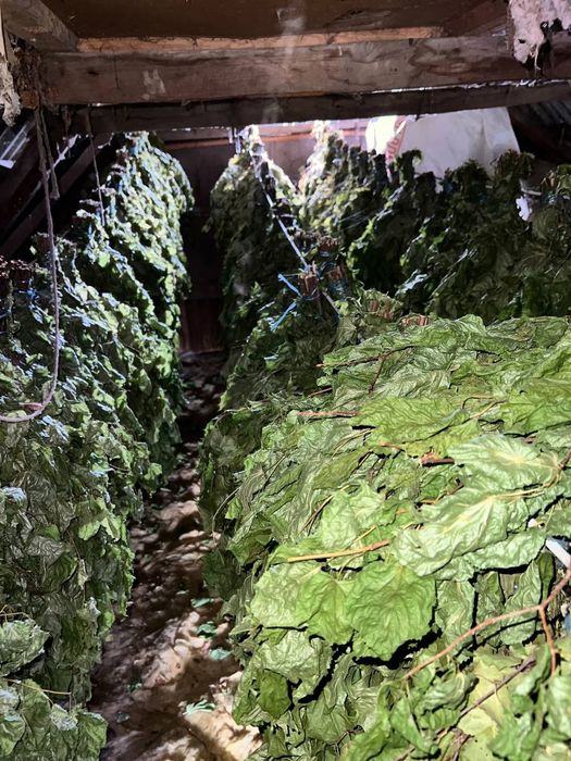 Вінички для бані