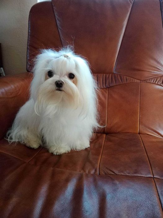 Maltańczyk- wyjątkowy  piesek- FCI