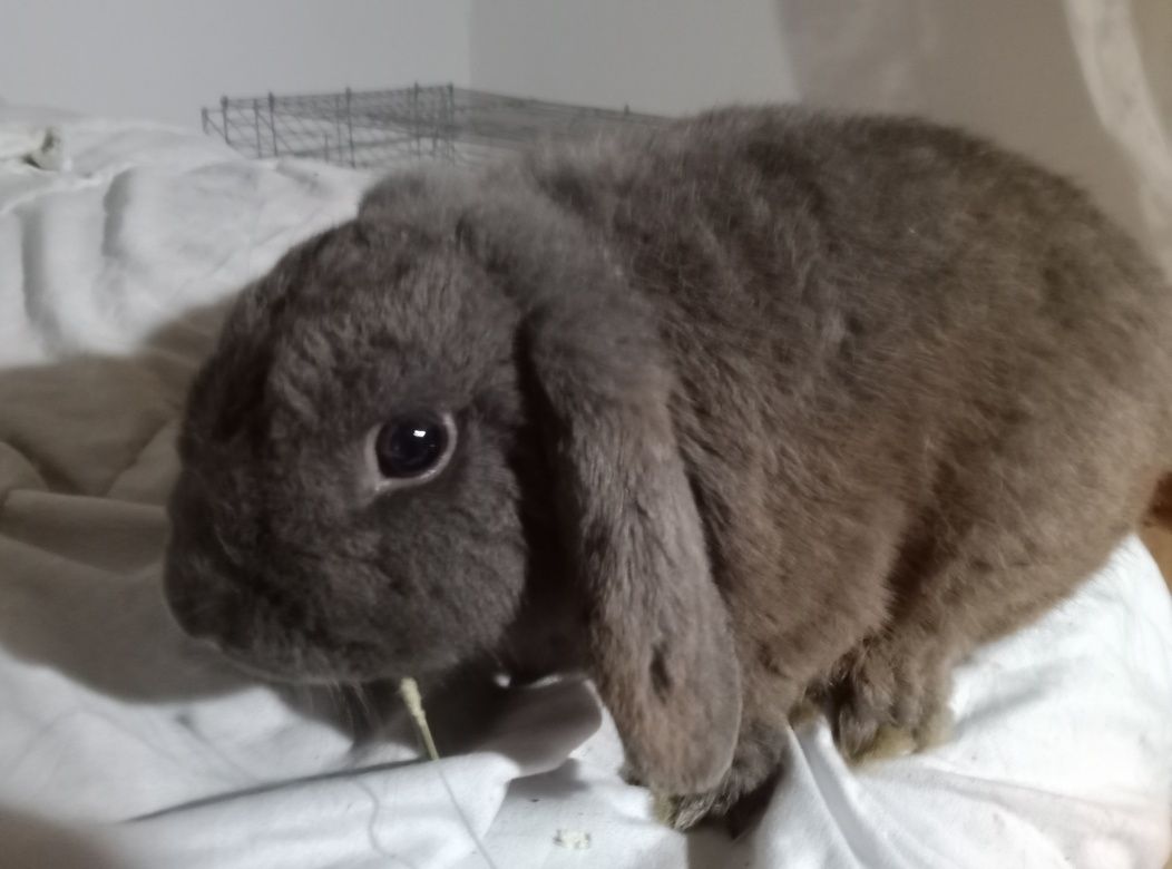 Samiec mini lop młody! Niebieski! Śliczny!