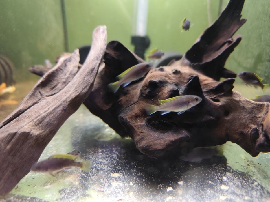 Sprzedam Pyszczaki Acei złotopłetwy