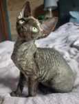 Kotka Devon Rex po Championie