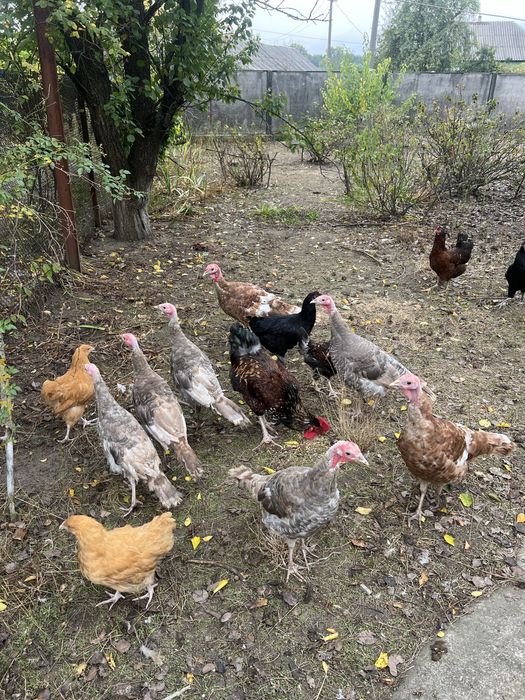 Індики ,індички ,