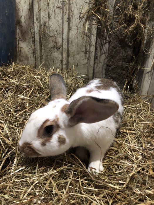 Coelho Macho reprodutor ainda jovem