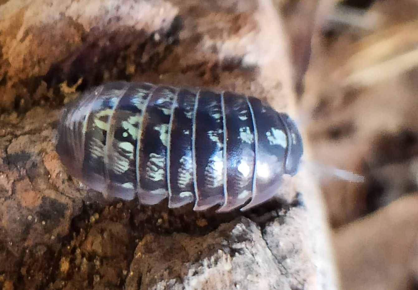 Armadilidium Versicolor 10x
