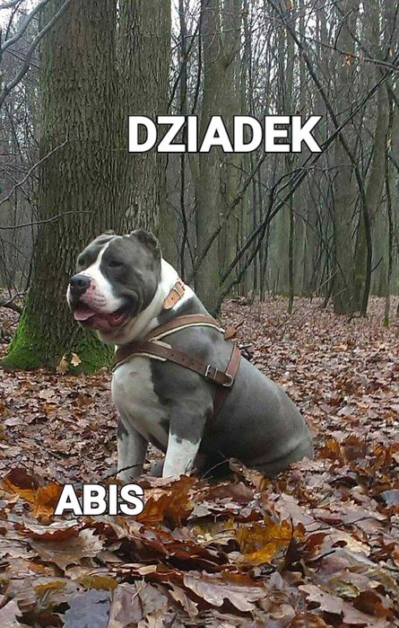Błękitny Szczeniak Amstaff Blue