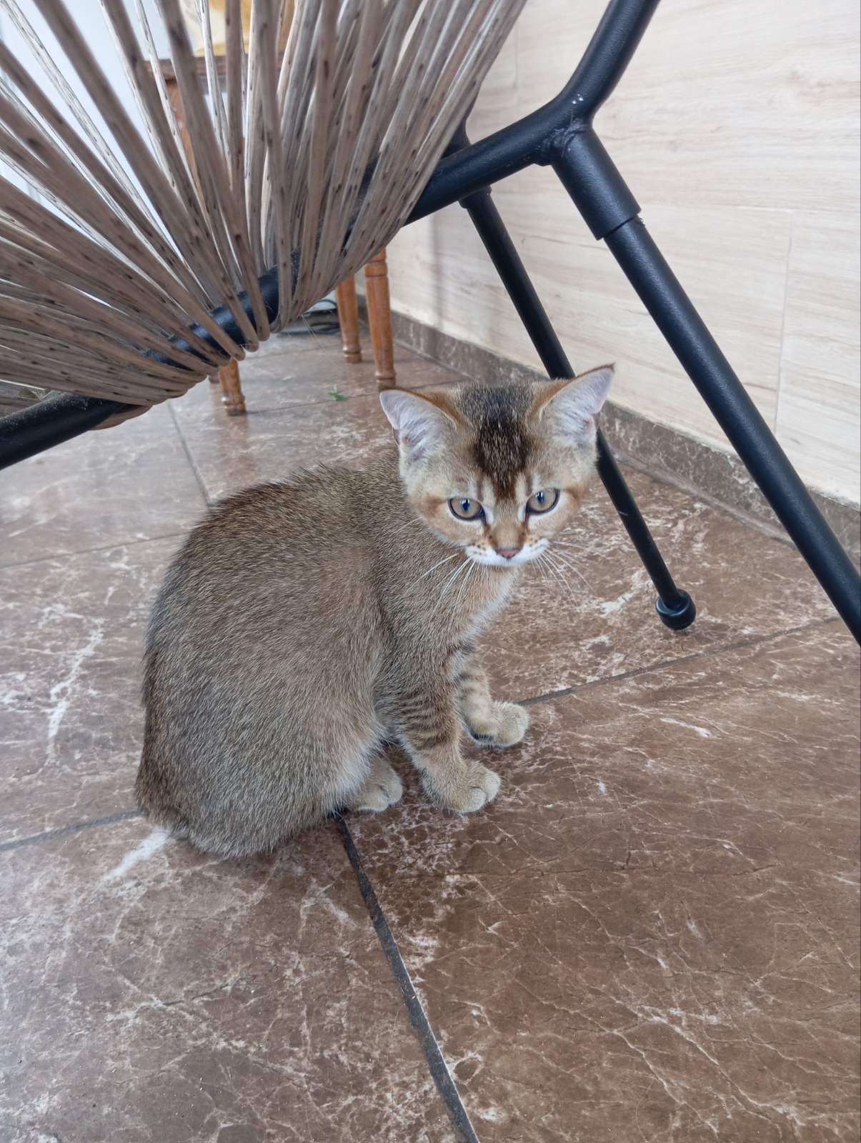 Шотландські кошенята