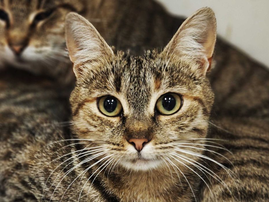 Заберіть Жасмін додому,будь ласка, це її останній шанс! Кішка 10 міс