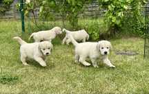 Golden Retriever ZKWP FCI