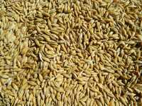 Ячмінь, Пшениця, врожай 2023