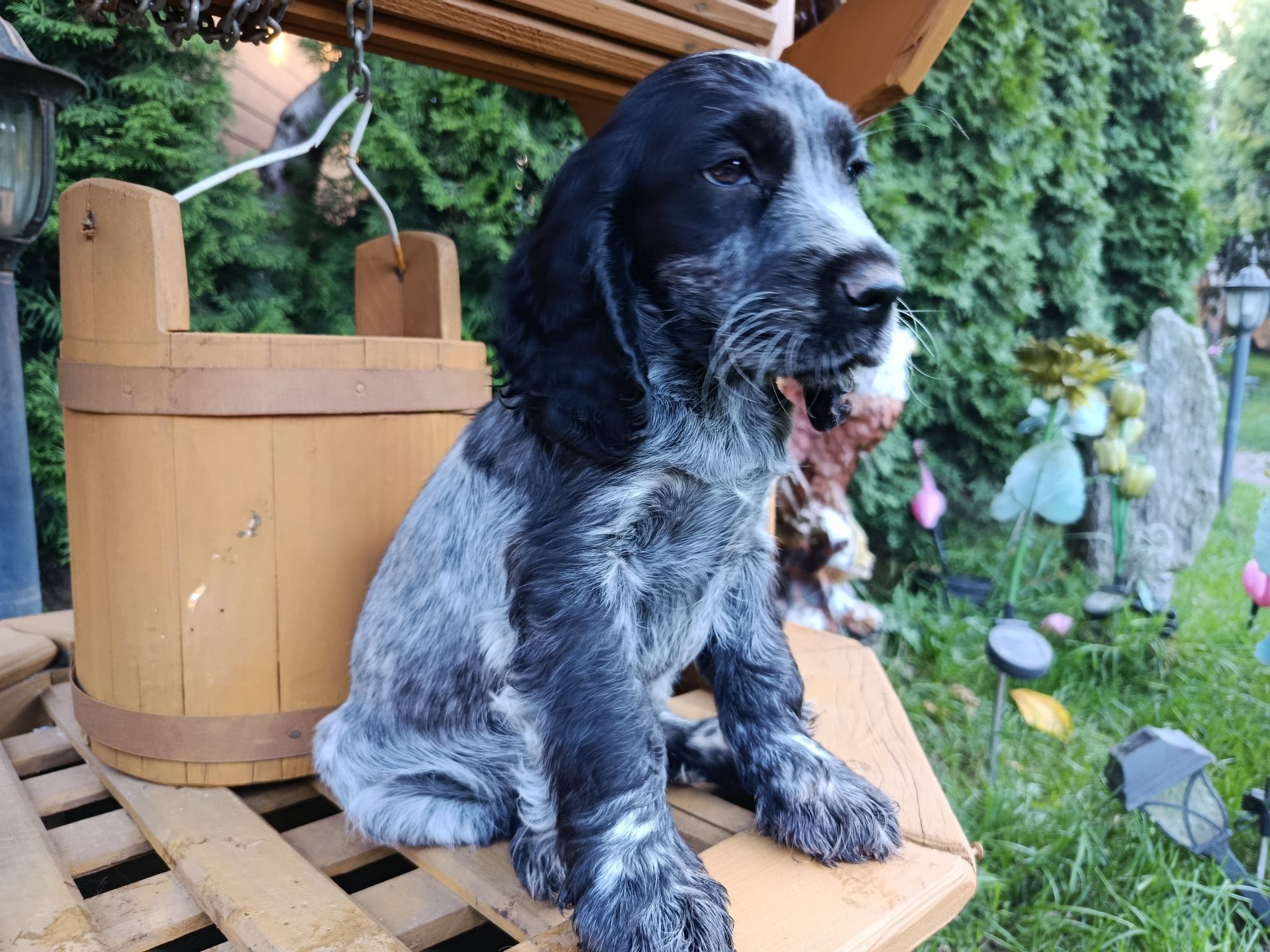 Cocker spaniel angielski Piesek Rodowód