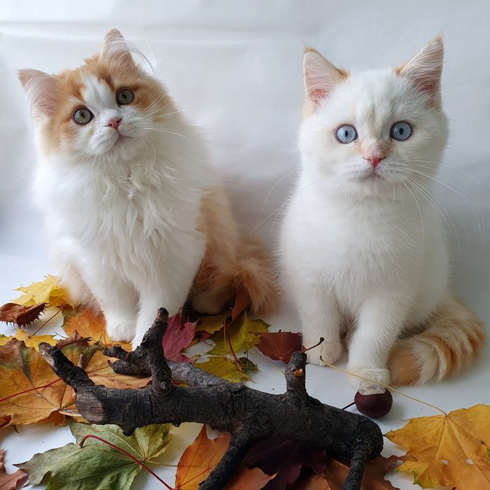 Київ два котики, британці, клубні, вакциновані. Кошенята котики котята