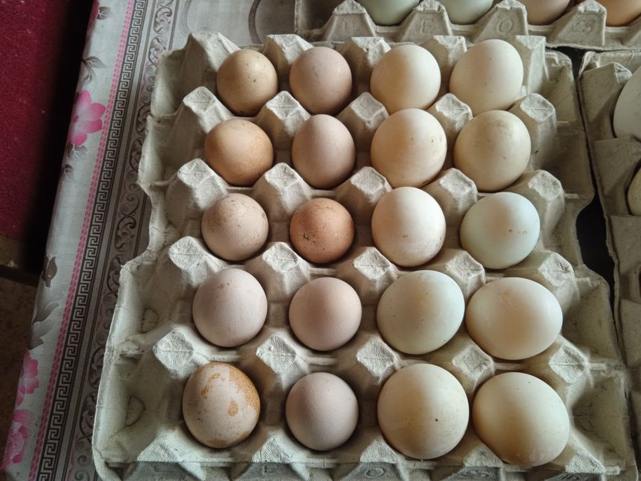 Jaja wiejskie z wolnego wybiegu
