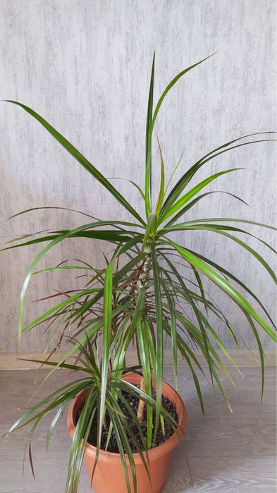 Драцена с горшком 90 см