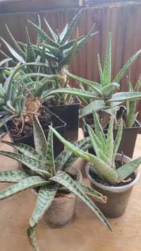 Aloe RAUHII  Алоэ Рауха, Алоэ Хумилис  (Aloe Нumilis), Aloe jucunda