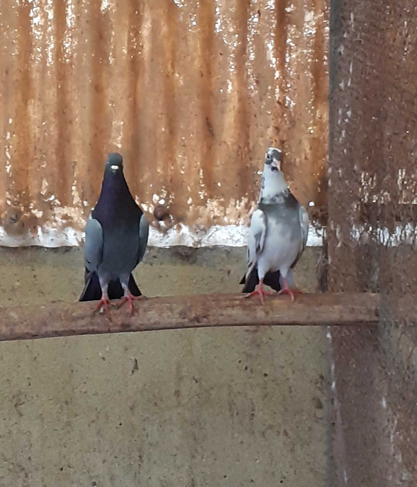 Pombos para largadas