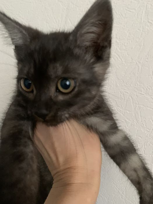 Віддам кошенятко в добрі руки