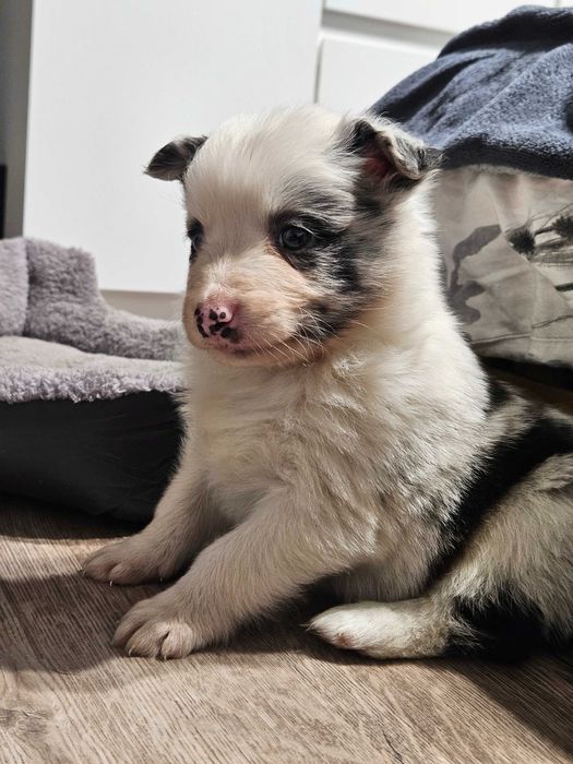 Suczka Border Collie